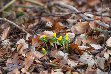 Winterlings sprout in the old beech leaves as spring messengers
