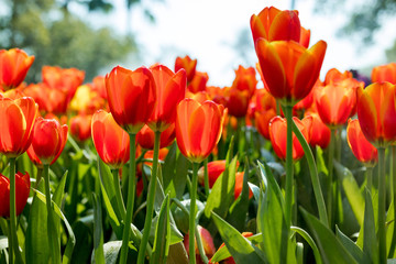 Fresh orange tulips in the garden.