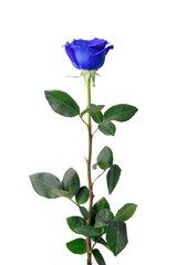 One blue rose isolated on white