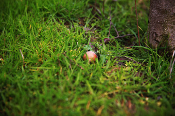 A close-up of Medlar Fruit fallen on the grass