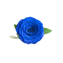 One blue rose on a white isolated background