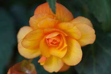 Begonia illumination apricot orange flowers 