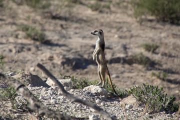 Meerkat sentinel by dry river bed
