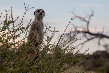 Watchful merkat in a bush