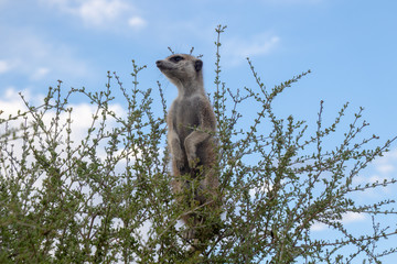 Meerkat in a bush