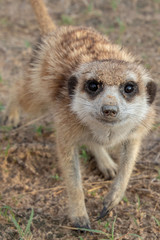 Fototapeta premium Cute meerkat pup