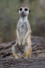 Fototapeta premium Meerkat sitting on a tree trunk