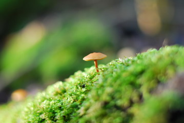 Pilz und Moos auf einem Baumstamm
