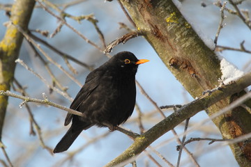 amsel hahn