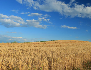 Wheat field against a blue sky