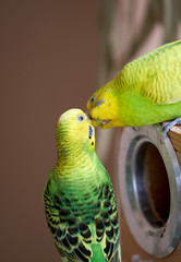 First-parent parrot couple at home balcony