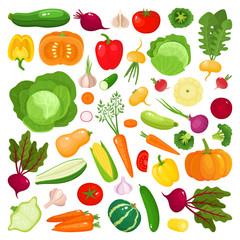 Bright vector illustration of colorful vegetables isolated on white background