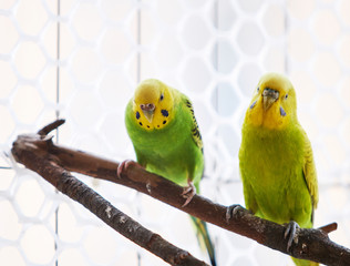 First-parent parrot couple at home balcony
