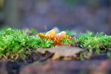 Blatt und Moos auf einem Baumstamm