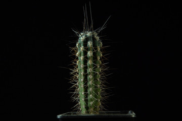 Green cactus with sharp needles dark background.