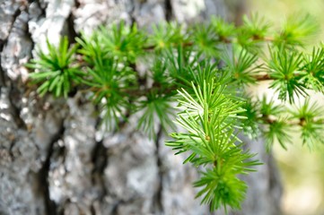 カラマツの針葉