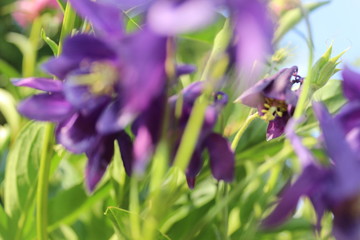 bee on flower