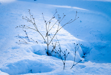 branches in the snow in March
