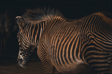  Spectacular portrait of a zebra. Animal