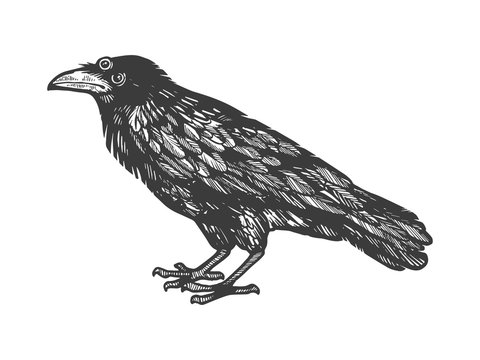 Crow with three eyes sketch engraving vector illustration. Scratch board style imitation. Hand drawn image.