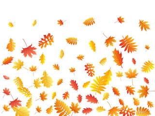 Oak, maple, wild ash rowan leaves vector, autumn foliage on white background.