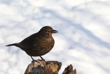 amsel
