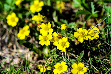 field of yellow flowers