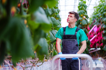 Man working in a greenhouse