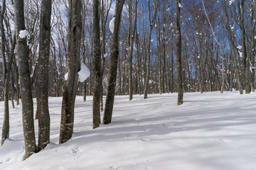 雪積もる森