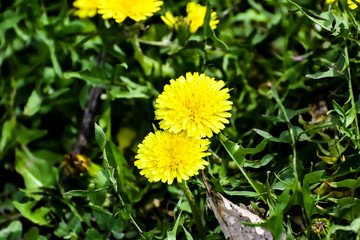 dandelion in grass