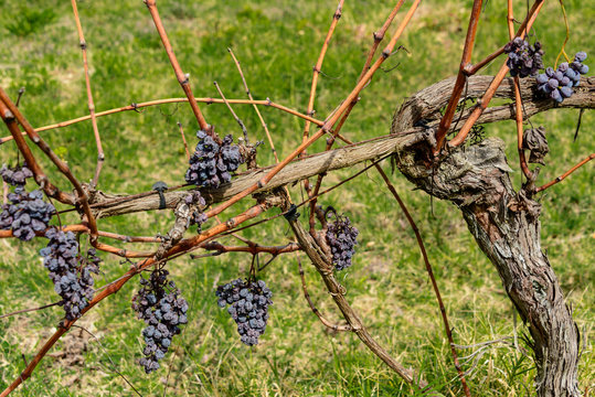 Sehr alte Weinstöcke die demnächst entfernt und neu gepflanzt werden lohnen die Ernte nicht. So vertrocknen die Trauben am Stock und dienen den Insekten als süße Nahrung.