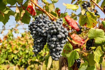 Satte reife Rotweintrauben am Weinstock im Herbst kurz vor der Ernte
