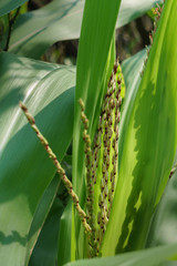The tassel of corn plant (Zea mays)