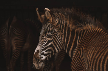 Fototapeta na wymiar Spectacular portrait of a zebra. Animal