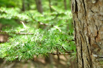 針葉樹のカラマツの葉