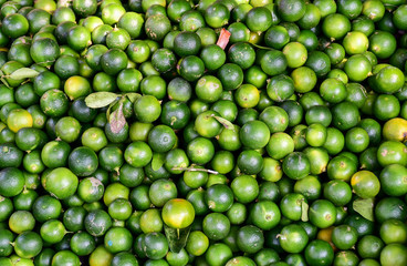 Limes