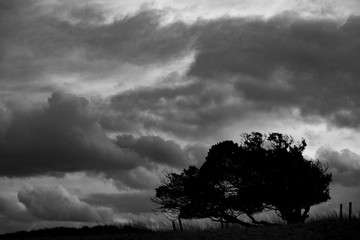 Monochrome silhouetted windswept stunted tree on farm grassland field in rural Hampshire against a...