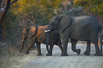 Fototapeta premium Etosha 2018_2