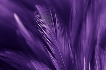 Purple chicken feathers in soft and blur style for background