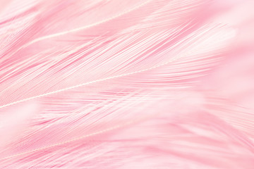 Pink bird feathers in soft and blur style, Fluffy pink feather background