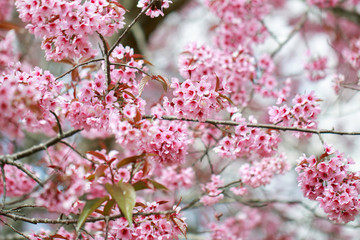 Wild Himalayan Cherry Blossoms in spring season (Prunus cerasoides), Sakura in Thailand, selective focus, Phu Lom Lo, Loei, Thailand.