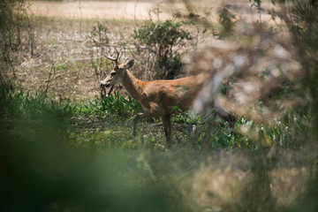 Marsh deer, Blastocerus dichotomus, in pantanal environment, Brazil