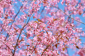 Wild Himalayan Cherry Blossoms in spring season (Prunus cerasoides), Sakura in Thailand, selective focus