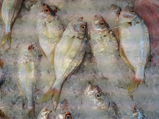fresh fish in market.