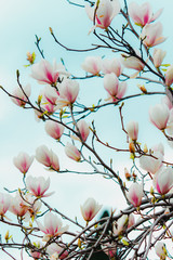 Magnolia Sulange blooming on background of blue sky. Pink and white burgeon on thin branches. Spring blossom concept.