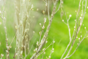 First spring leaves with sunlight. Fresh green leaf. Natural background.