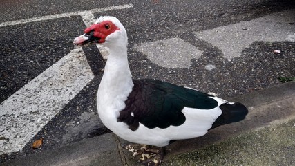 Hola señor Patete © Ugaitz