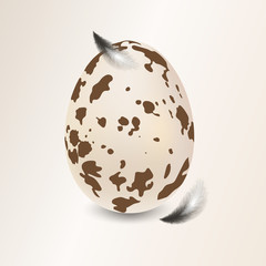 Quail egg with feather isolated on white background. Realistic 3d vector illustration.