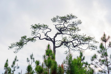 Twigs of old pine trees on white cloudy sky