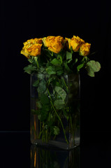 Yellow roses in a glass vase on a black background